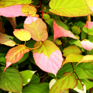 Flamingo-Strahlengriffel (Actinidia kolomikta)