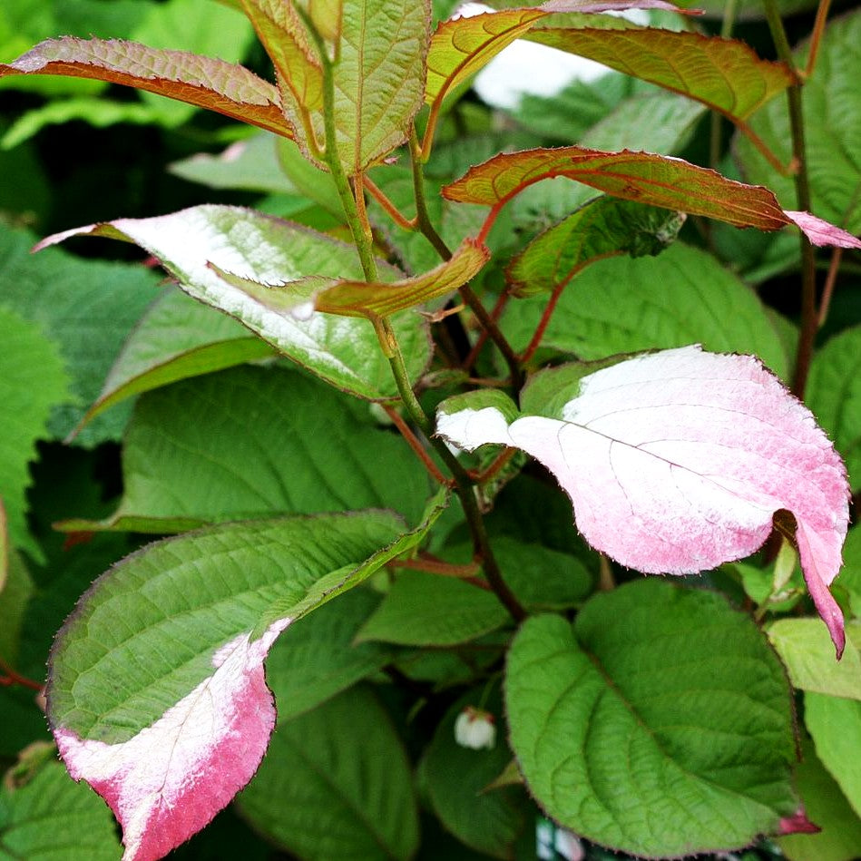 Flamingo-Strahlengriffel (Actinidia kolomikta)