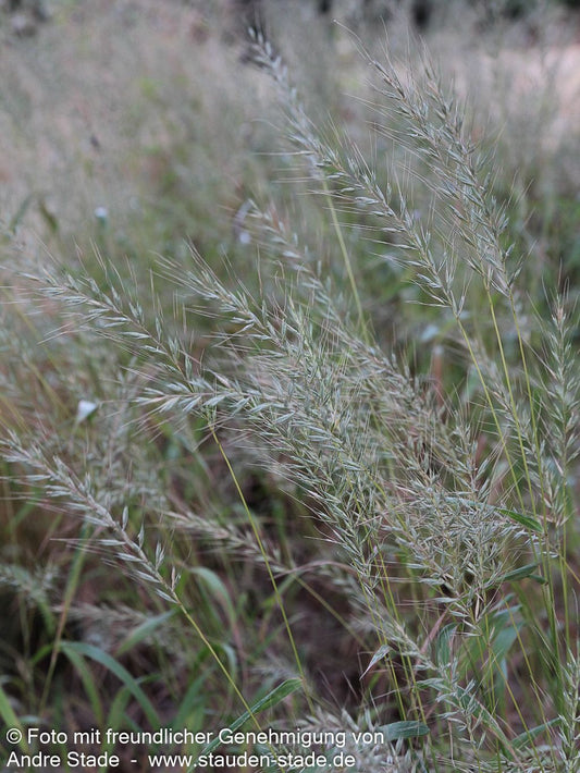 Flaschenbürstengras (Hystrix patula)