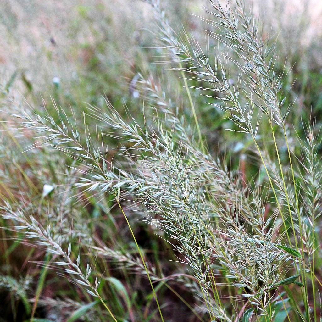 Flaschenbürstengras (Hystrix patula)