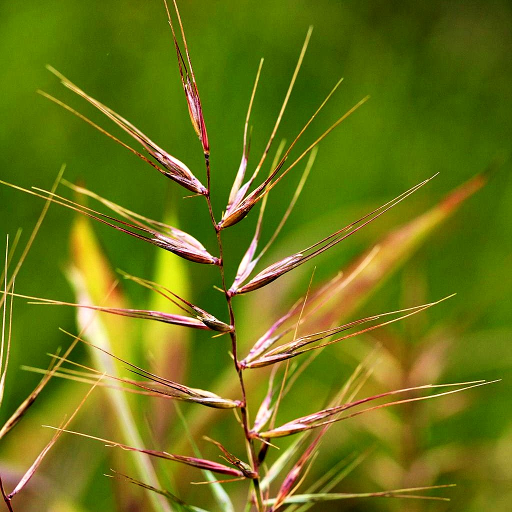 Flaschenbürstengras (Hystrix patula)