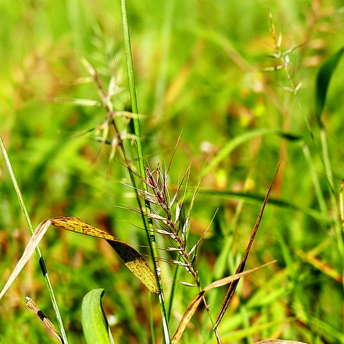 Flaschenbürstengras (Hystrix patula)