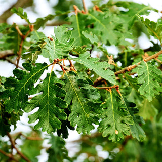 Flaumeiche (Quercus pubescens)