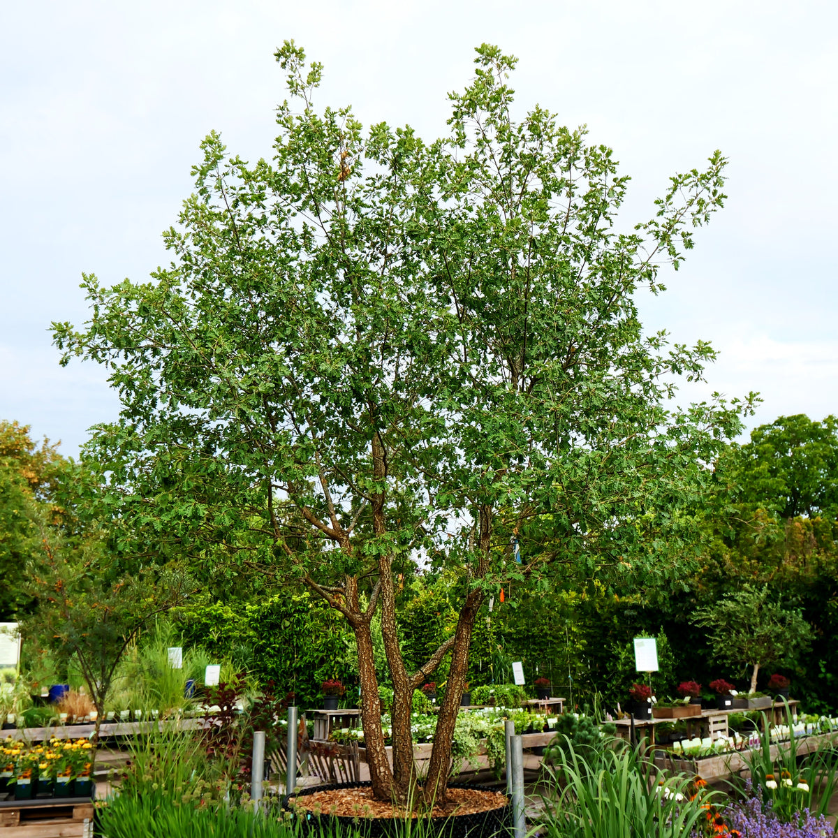 Flaumeiche (Quercus pubescens)
