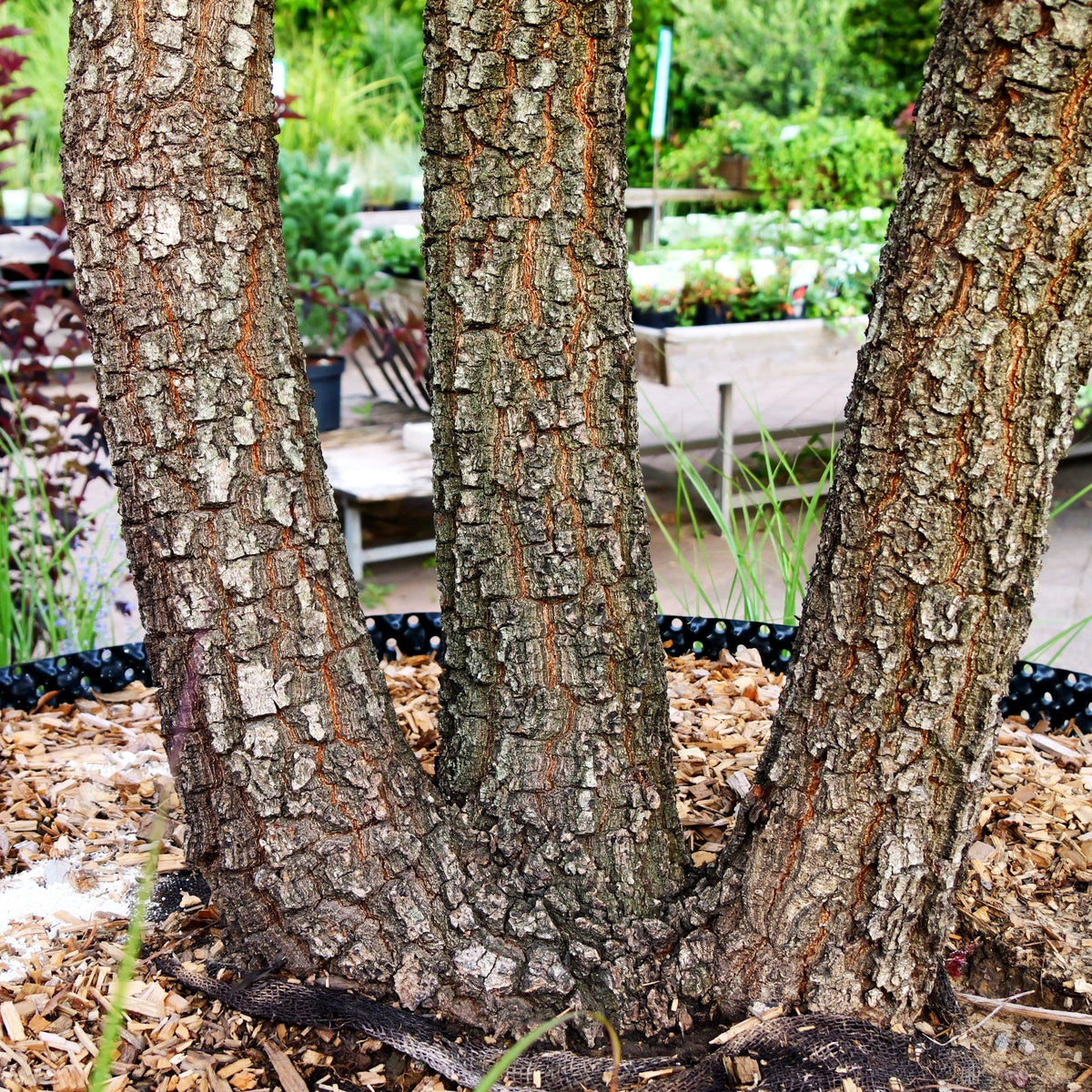 Flaumeiche (Quercus pubescens)