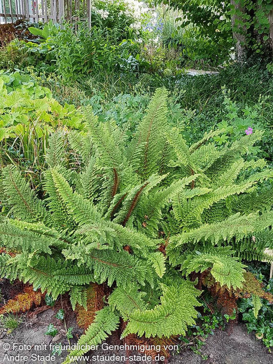 Flaumfeder-Filigranfarn 'Plumosum Densum' (Polystichum setif.)