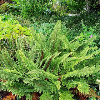 Flaumfeder-Filigranfarn 'Plumosum Densum' (Polystichum setif.)