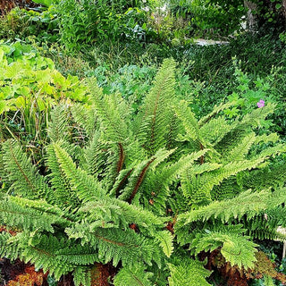 Flaumfeder-Filigranfarn 'Plumosum Densum' (Polystichum setif.)