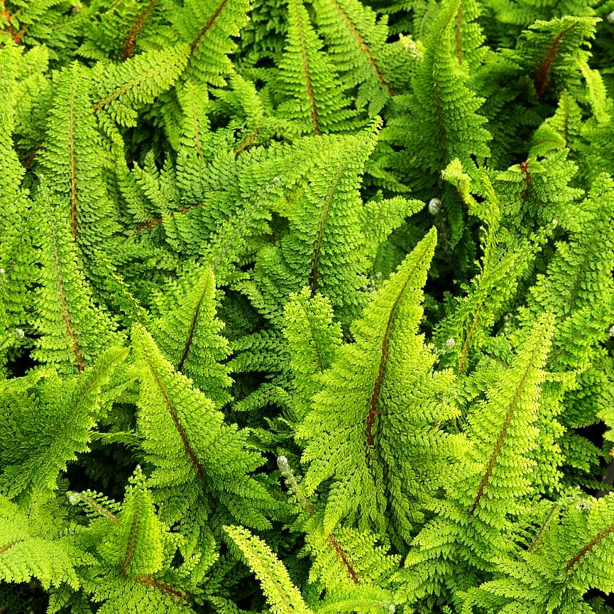 Flaumfeder-Filigranfarn 'Plumosum Densum' (Polystichum setif.)
