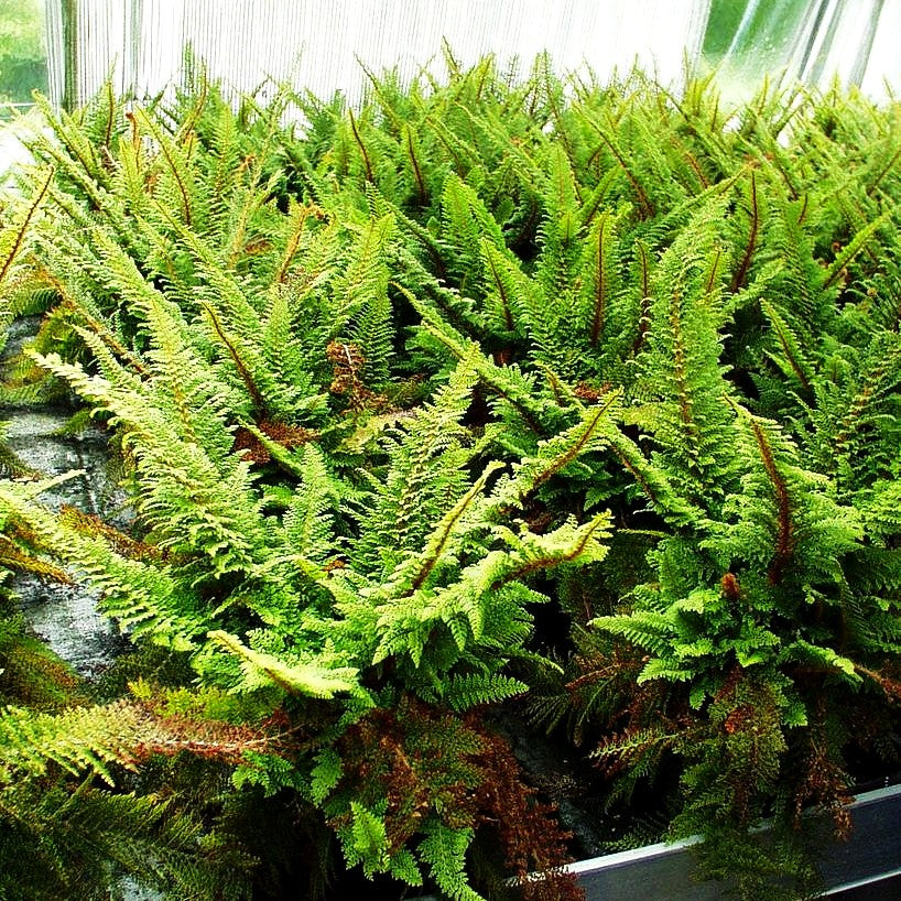 Flaumfeder-Filigranfarn 'Plumosum Densum' (Polystichum setif.)