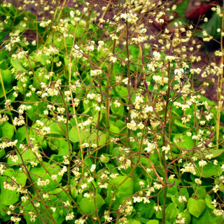 Flaumige Elfenblume (Epimedium pubigerum)