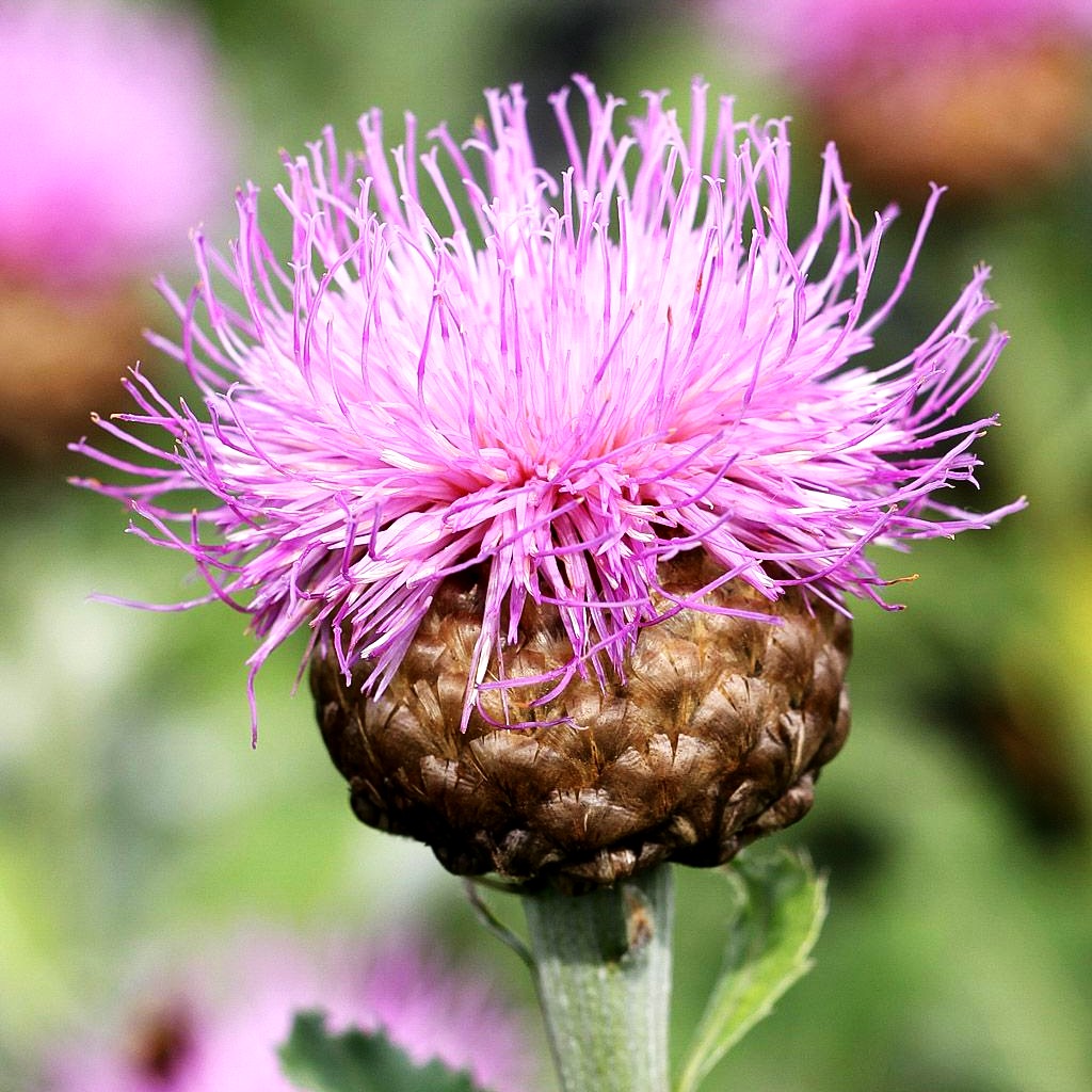 Flockenblume 'Pulchra Major' (Centaurea x cult.)