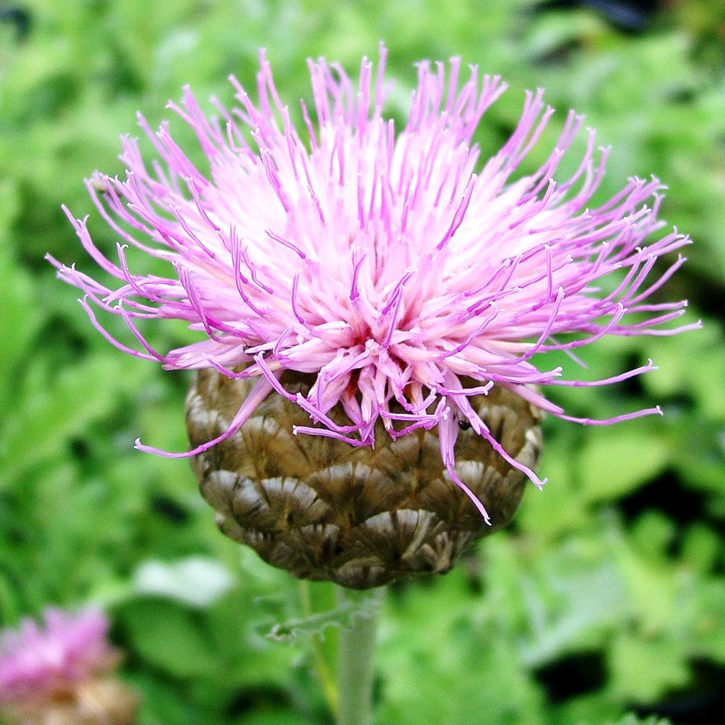 Flockenblume 'Pulchra Major' (Centaurea x cult.)