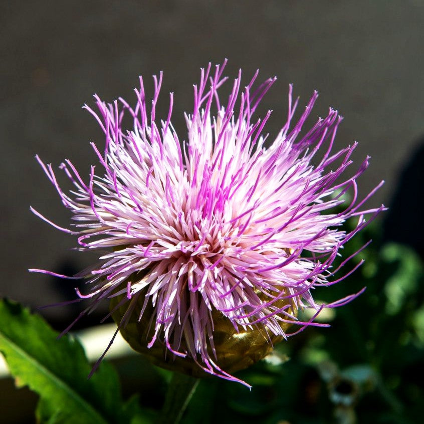 Flockenblume 'Pulchra Major' (Centaurea x cult.)