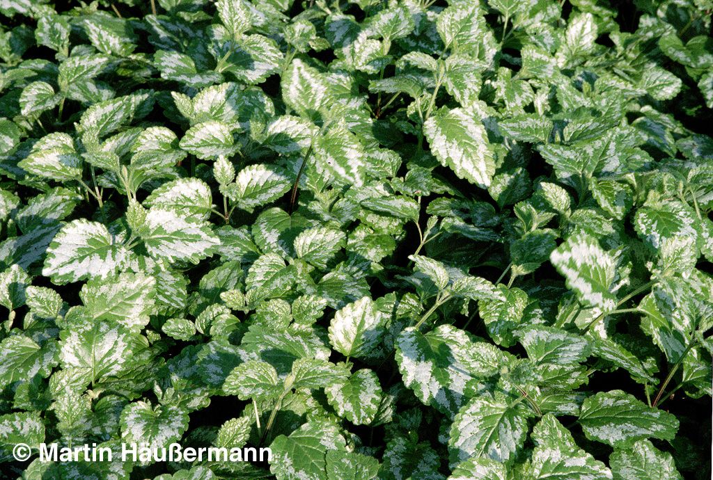 Florentiner Goldnessel 'Florentinum' (Lamiastrum galeobdolon)