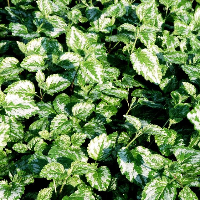 Florentiner Goldnessel 'Florentinum' (Lamiastrum galeobdolon)