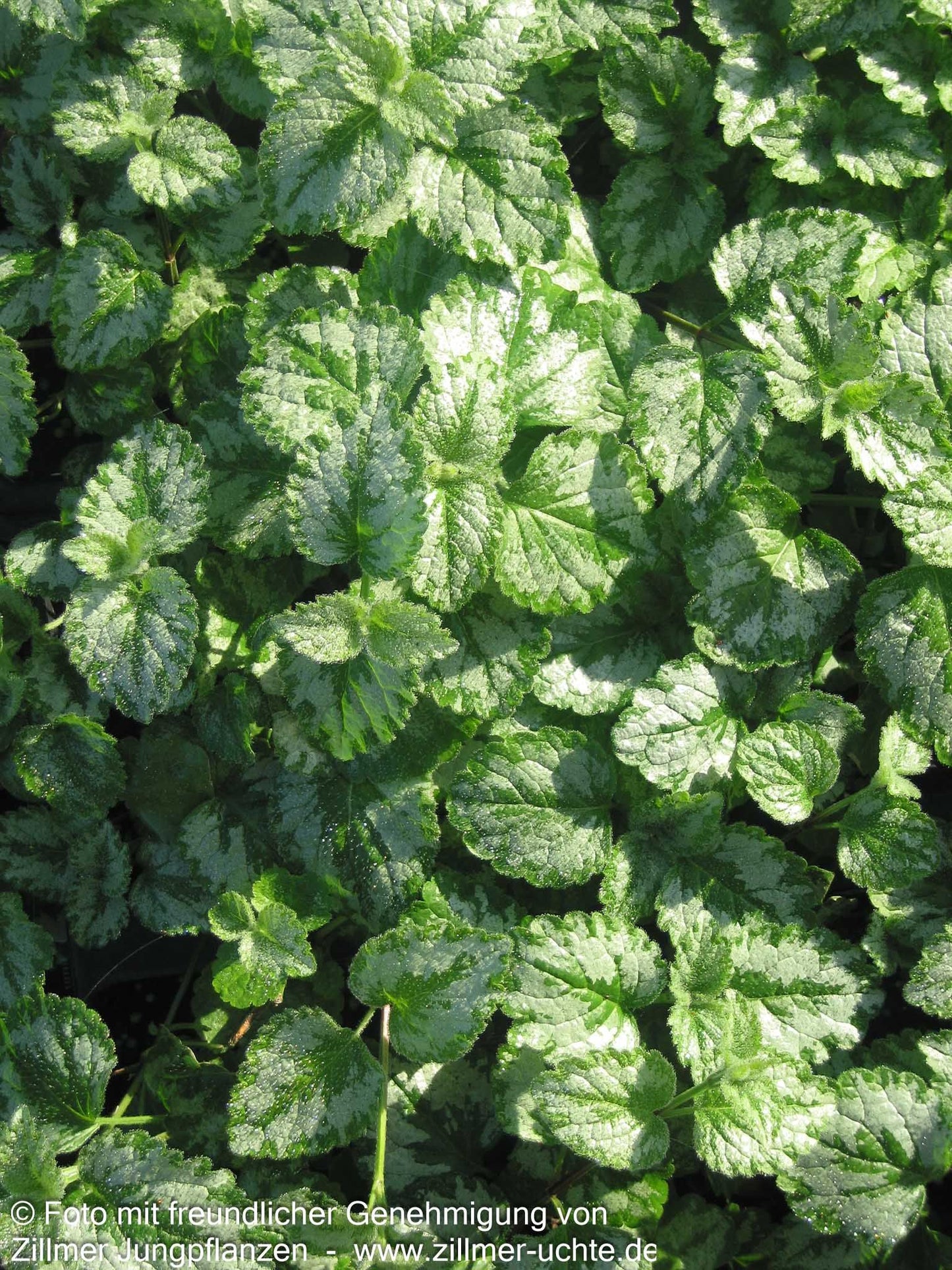 Florentiner Goldnessel 'Florentinum' (Lamiastrum galeobdolon)