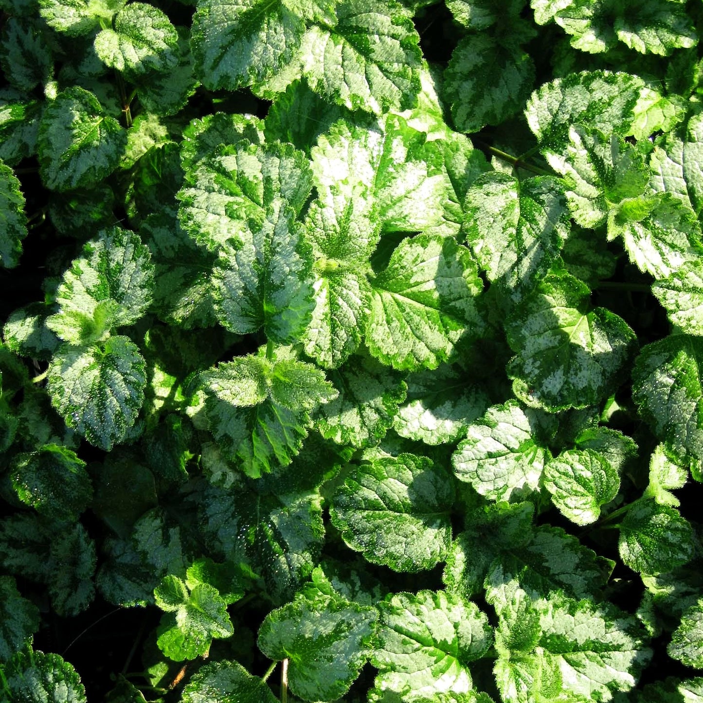 Florentiner Goldnessel 'Florentinum' (Lamiastrum galeobdolon)