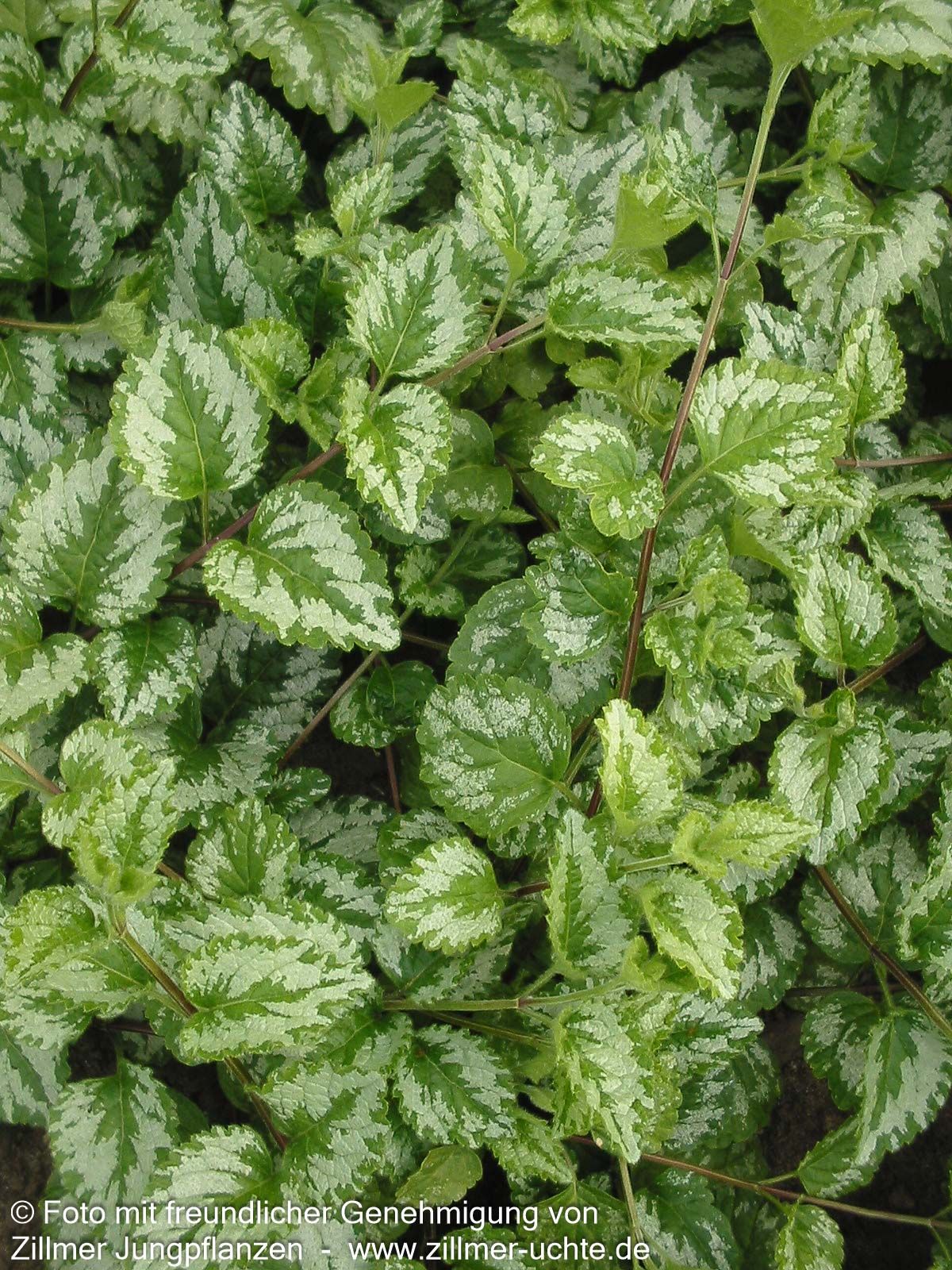 Florentiner Goldnessel 'Florentinum' (Lamiastrum galeobdolon)