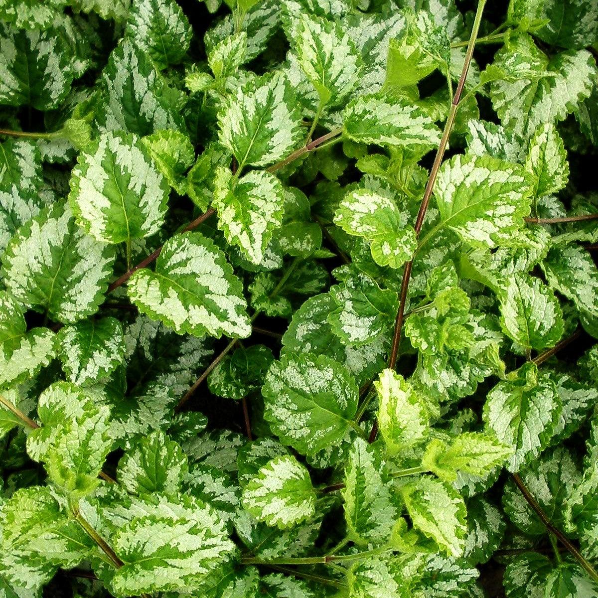 Florentiner Goldnessel 'Florentinum' (Lamiastrum galeobdolon)