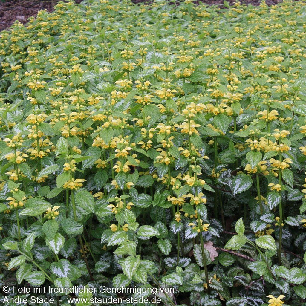 Florentiner Goldnessel 'Florentinum' (Lamiastrum galeobdolon)