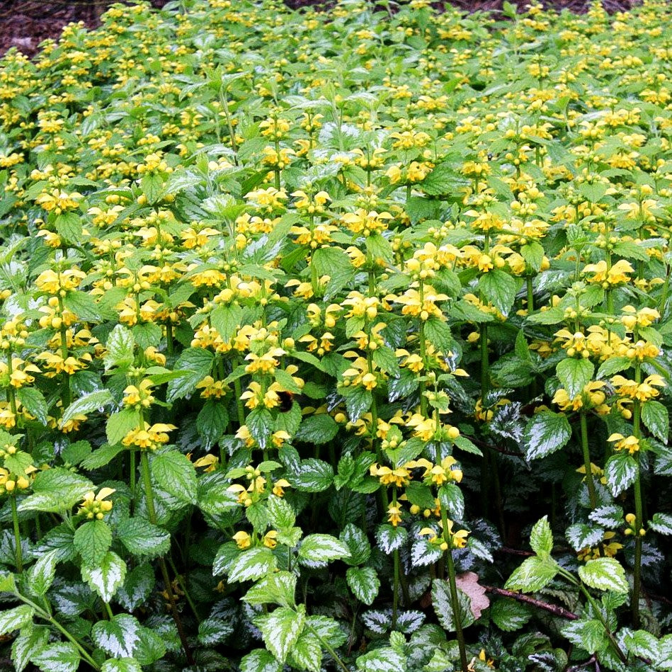 Florentiner Goldnessel 'Florentinum' (Lamiastrum galeobdolon)