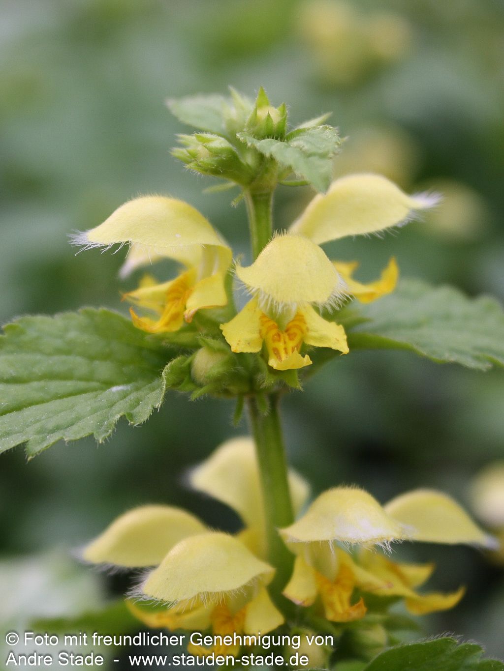 Florentiner Goldnessel 'Florentinum' (Lamiastrum galeobdolon)