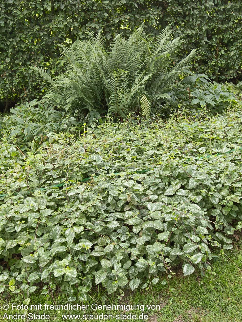 Florentiner Goldnessel 'Florentinum' (Lamiastrum galeobdolon)