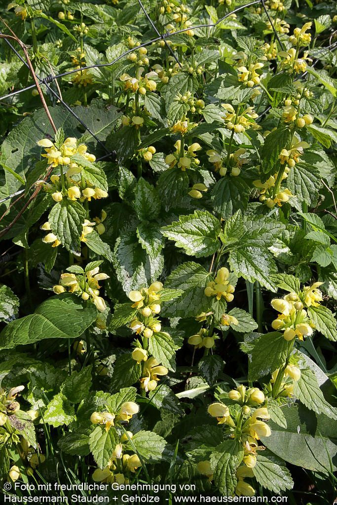 Florentiner Goldnessel 'Florentinum' (Lamiastrum galeobdolon)
