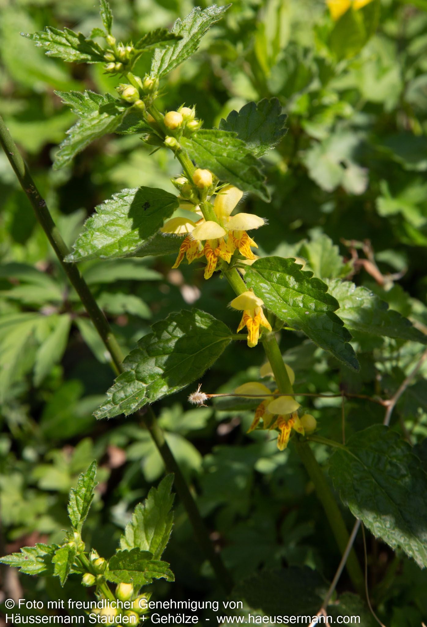 Florentiner Goldnessel 'Florentinum' (Lamiastrum galeobdolon)