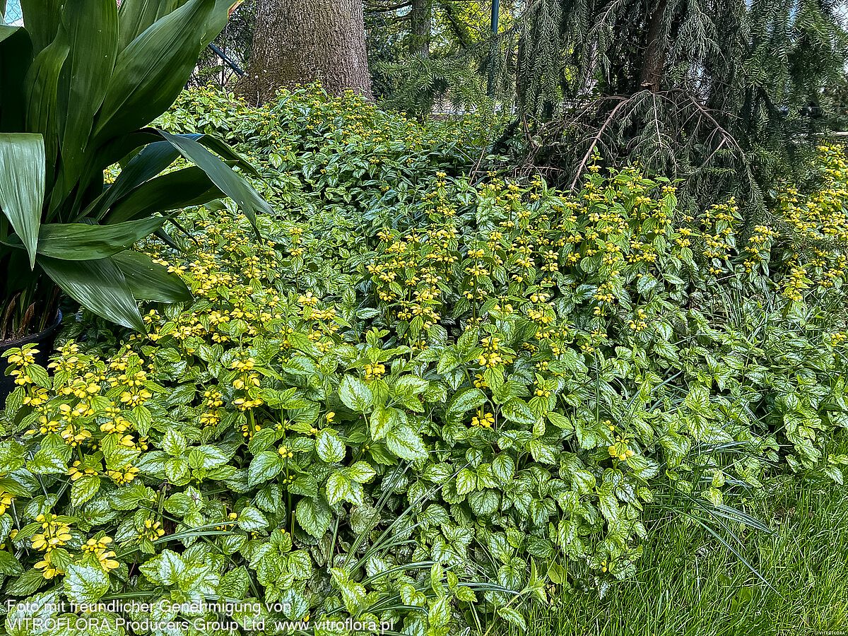Florentiner Goldnessel 'Florentinum' (Lamiastrum galeobdolon)