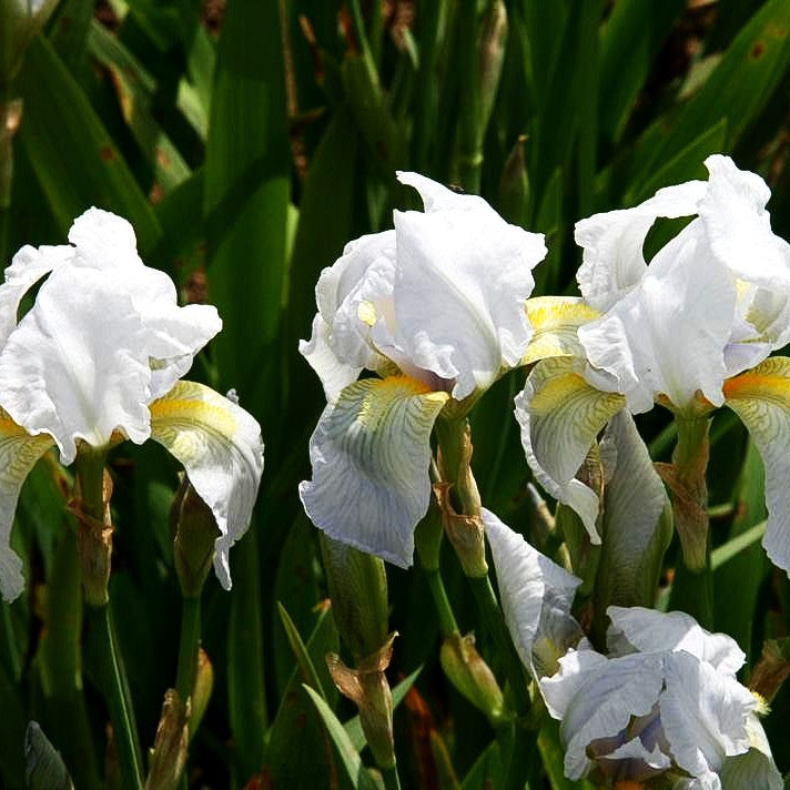 Florentiner Schwertlilie (Iris florentina)