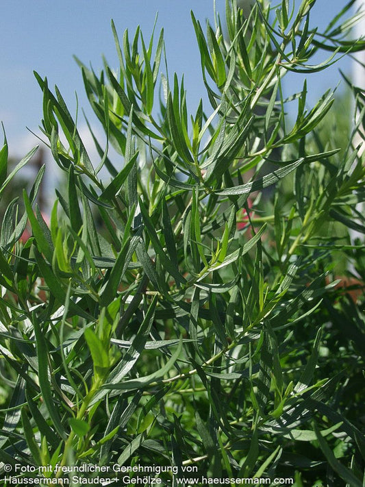 Französischer Estragon 'French Tarragon' (Artemisia dracunculus)