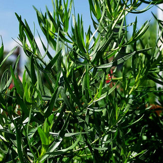 Französischer Estragon 'French Tarragon' (Artemisia dracunculus)