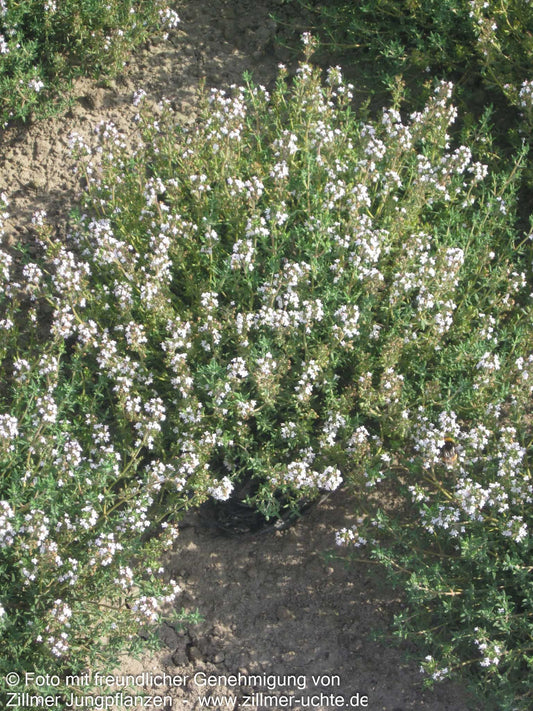 Französischer Thymian 'Fleur Provencale' (Thymus vulgaris)