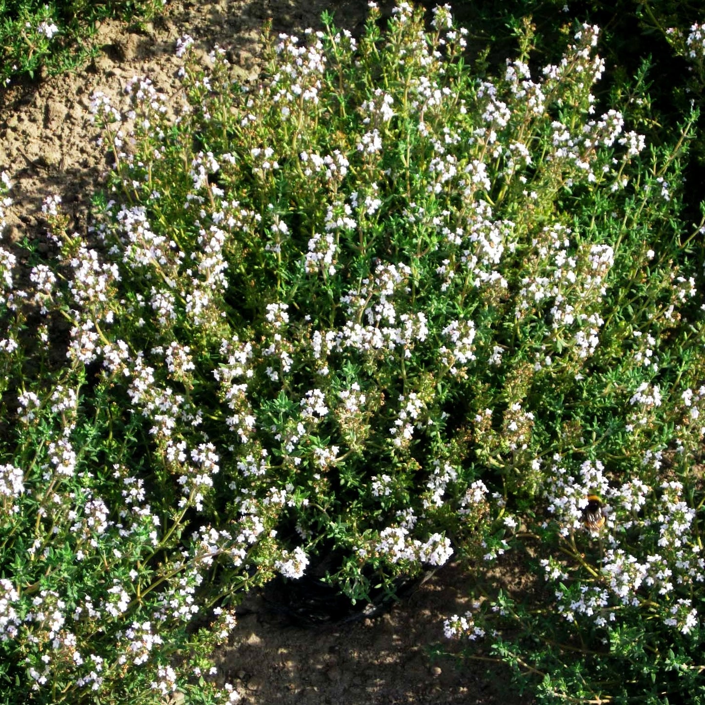Französischer Thymian 'Fleur Provencale' (Thymus vulgaris)