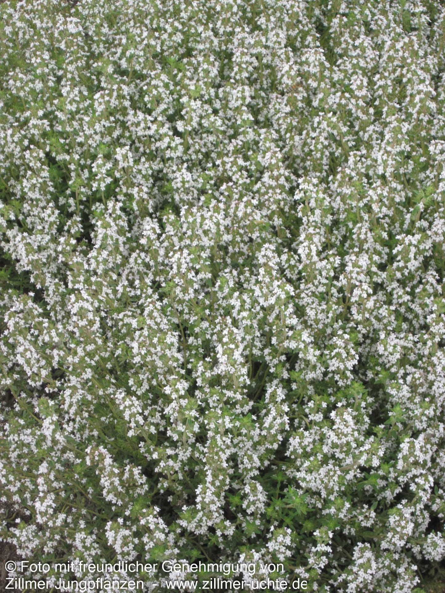 Französischer Thymian 'Fleur Provencale' (Thymus vulgaris)