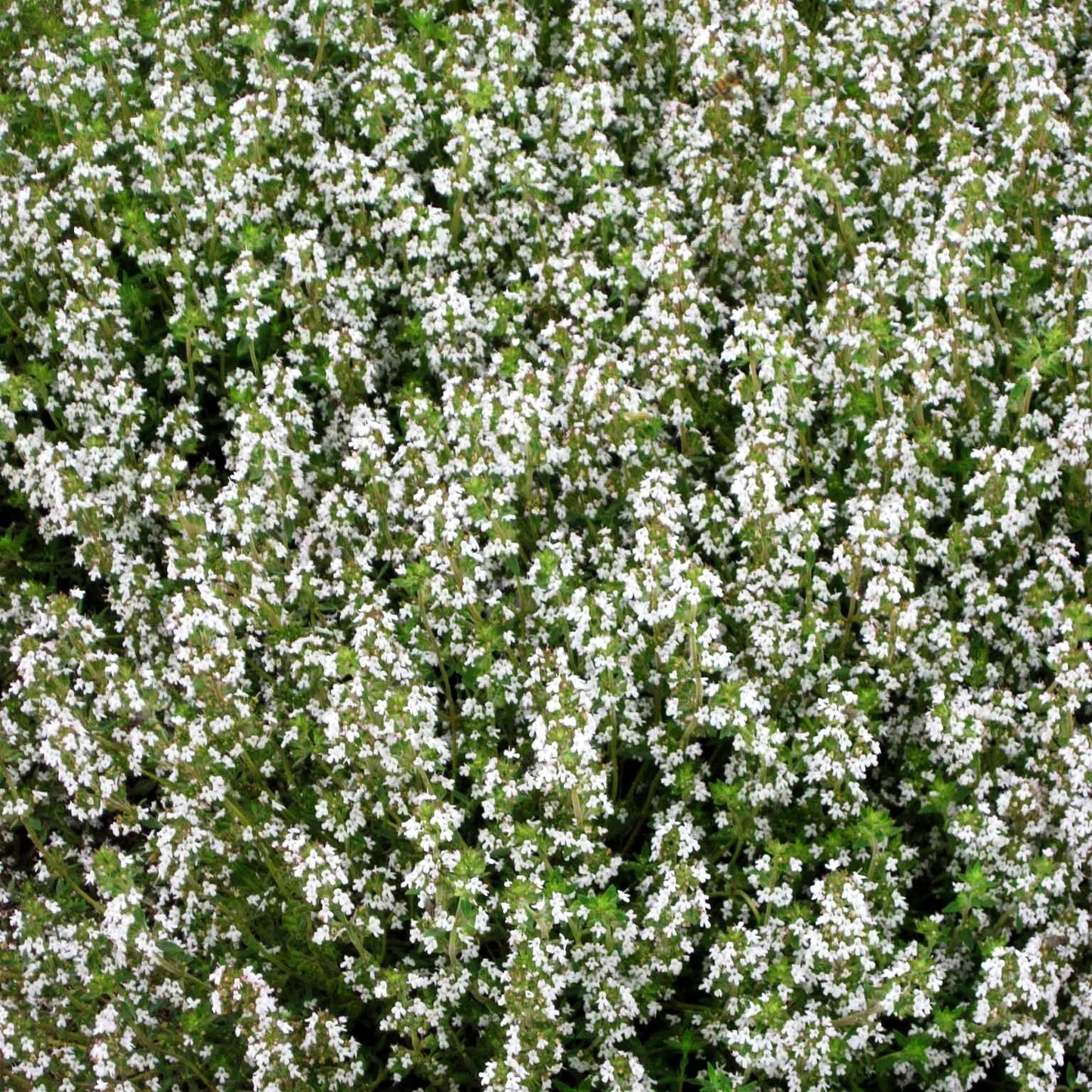 Französischer Thymian 'Fleur Provencale' (Thymus vulgaris)