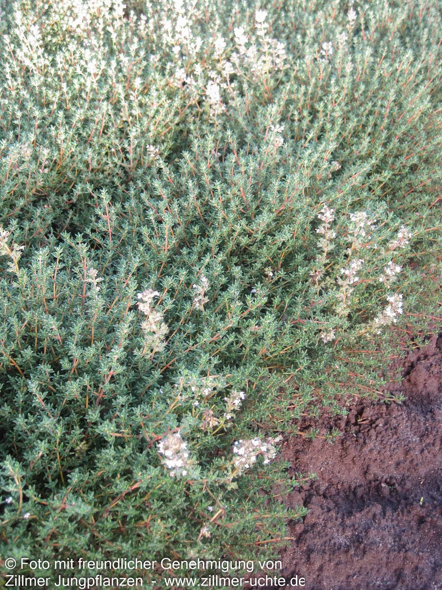 Französischer Thymian 'Fleur Provencale' (Thymus vulgaris)