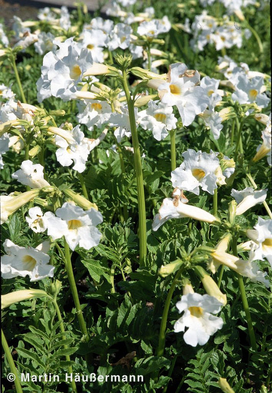 Freilandgloxinie 'Alba' (Incarvillea delavayi)