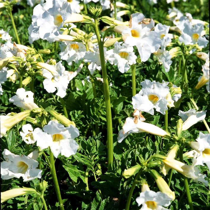 Freilandgloxinie 'Alba' (Incarvillea delavayi)