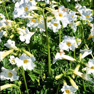 Freilandgloxinie 'Alba' (Incarvillea delavayi)