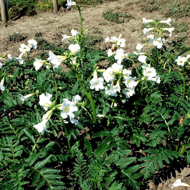 Freilandgloxinie 'Alba' (Incarvillea delavayi)
