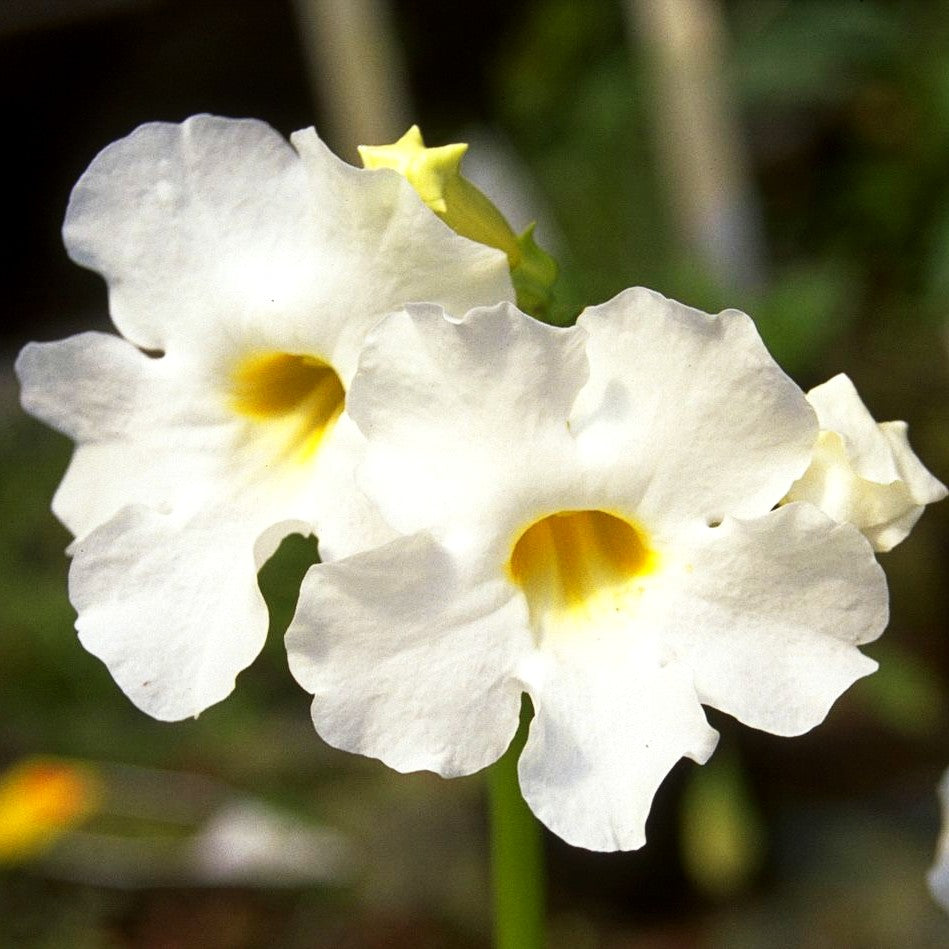 Freilandgloxinie 'Alba' (Incarvillea delavayi)