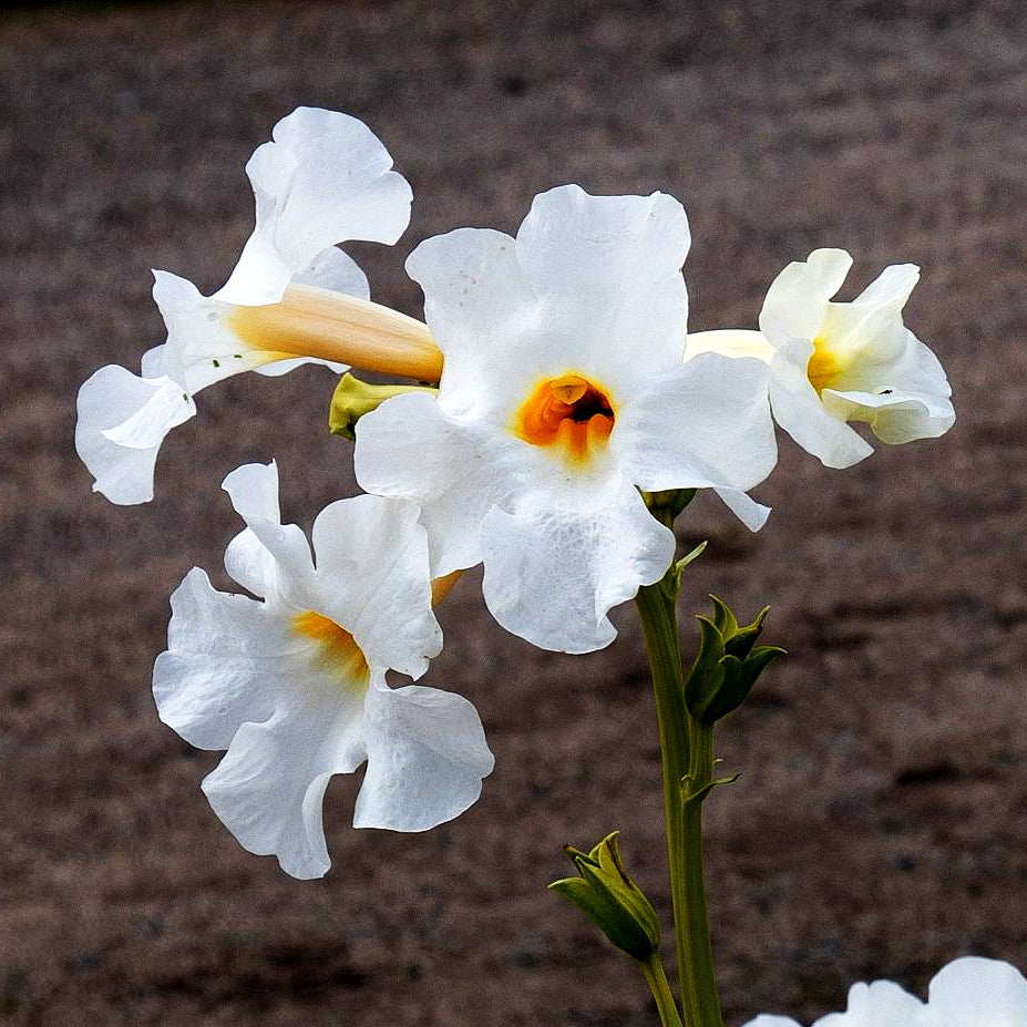 Freilandgloxinie 'Alba' (Incarvillea delavayi)