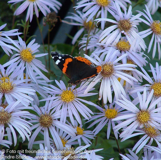 Frikarts Aster 'Mönch' (Aster x frikartii)