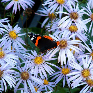 Frikarts Aster 'Mönch' (Aster x frikartii)