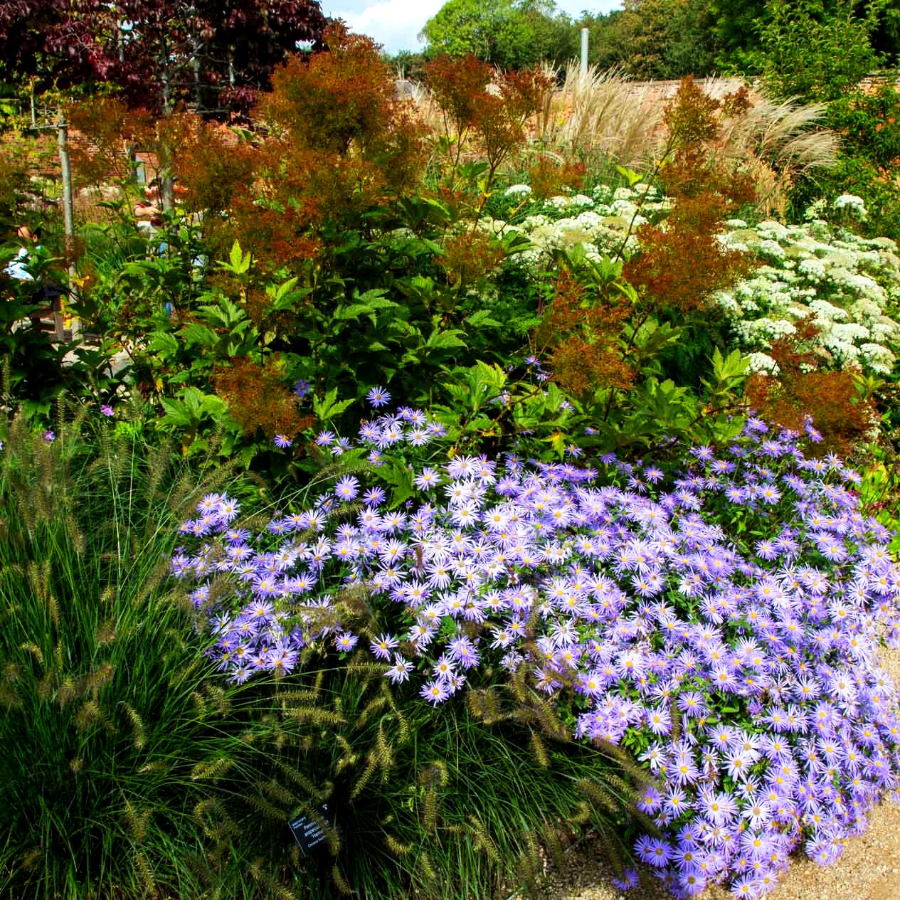 Frikarts Aster 'Mönch' (Aster x frikartii)