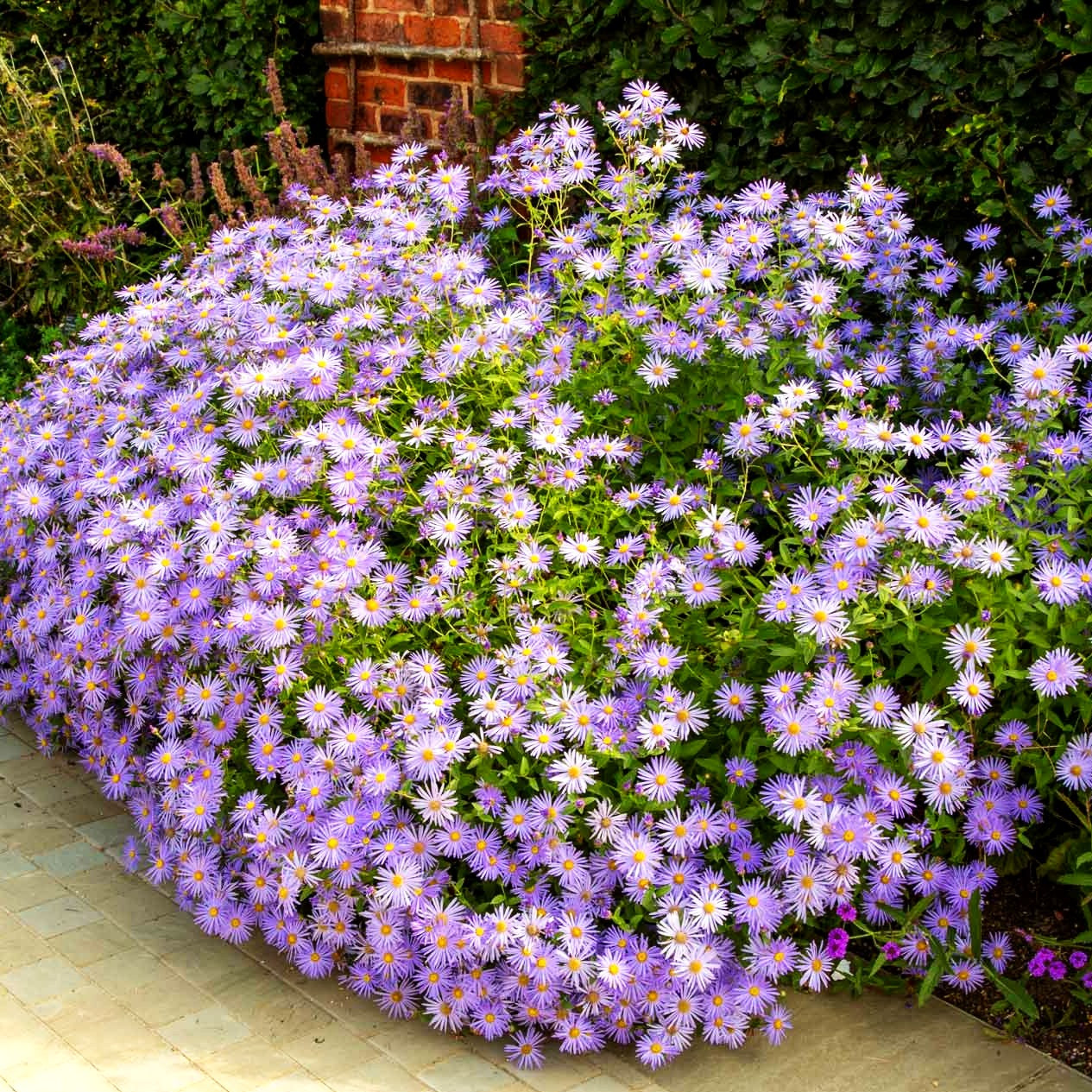 Frikarts Aster 'Mönch' (Aster x frikartii)