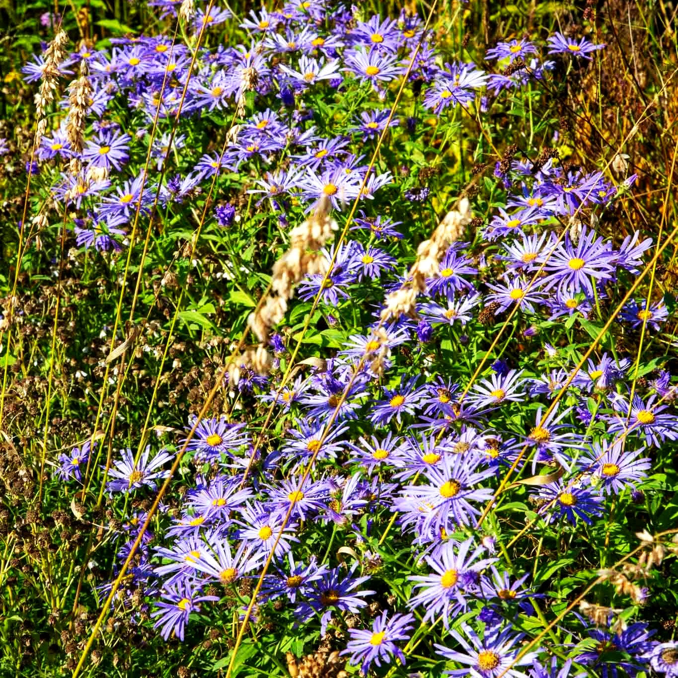 Frikarts Aster 'Mönch' (Aster x frikartii)